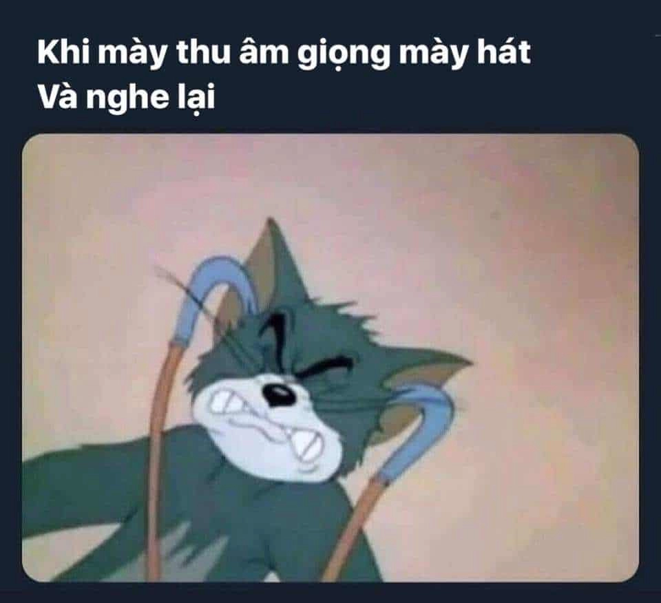 Mèo Tom dễ thương với biểu cảm ngốc nghếch đáng yêu