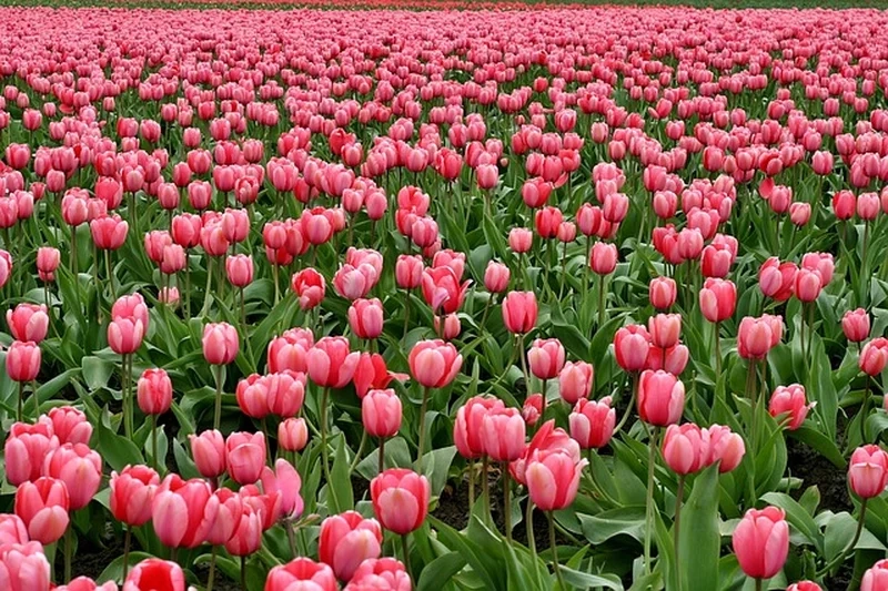 Ảnh vườn hoa tulip bạt ngàn khiến ai cũng mê đắm