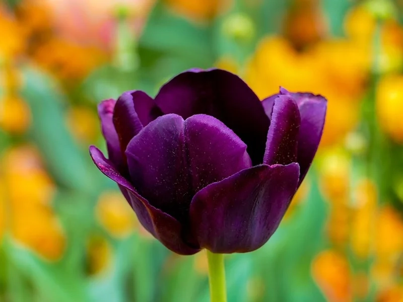 Hình ảnh hoa tulip chill mang nét đẹp dịu dàng