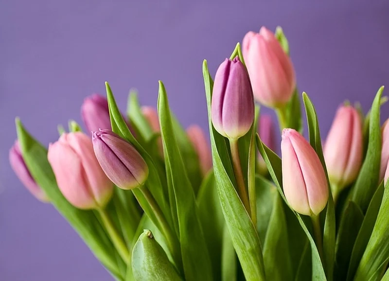 Hình ảnh hoa tulip đẹp nhất với vẻ kiêu sa