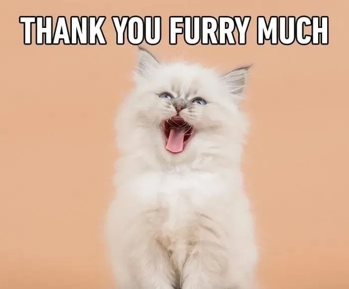 Ảnh cảm ơn meme dùng chat nhìn rất thiện cảm