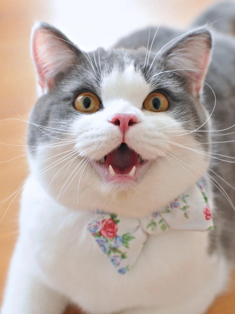 Ngộ nghĩnh avatar cute mèo cực kỳ dễ thương.