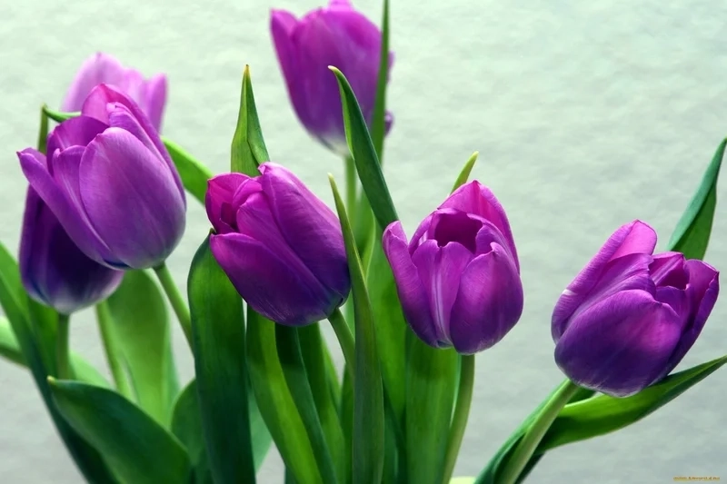 Hình nền hoa tulip tím lãng mạn.