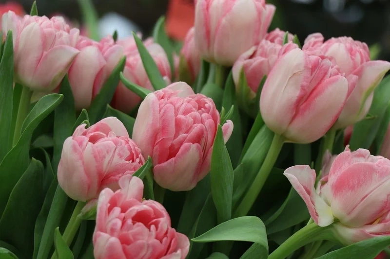 Hình nền hoa tulip cho điện thoại xinh.