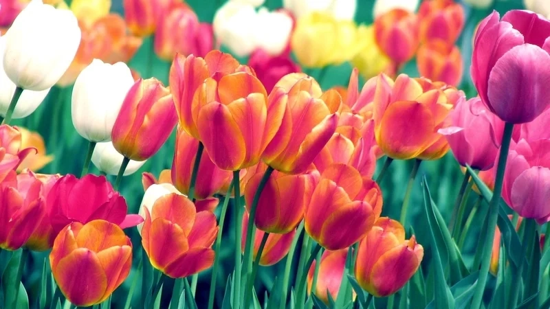 Hình nền hoa tulip đẹp cuốn hút.