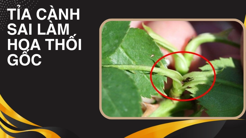 Sai lầm khi tỉa cành khiến hoa nhanh bị thối gốc